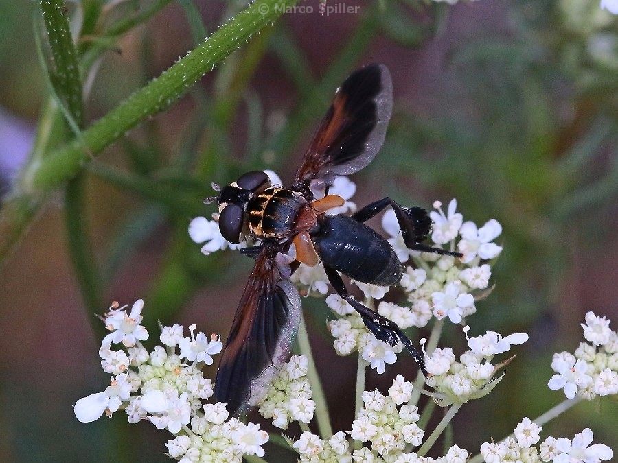 Trichopoda pennipes